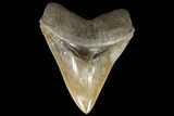 Serrated, Fossil Megalodon Tooth - Collector Quality #121450-2